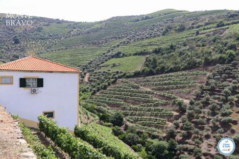 Quinta Do Monte Bravo - Douro - Quarto Duplo Villa Ervedosa do Douro Eksteriør billede