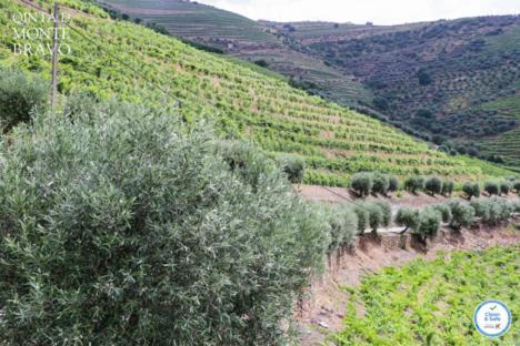 Quinta Do Monte Bravo - Douro - Quarto Duplo Villa Ervedosa do Douro Eksteriør billede